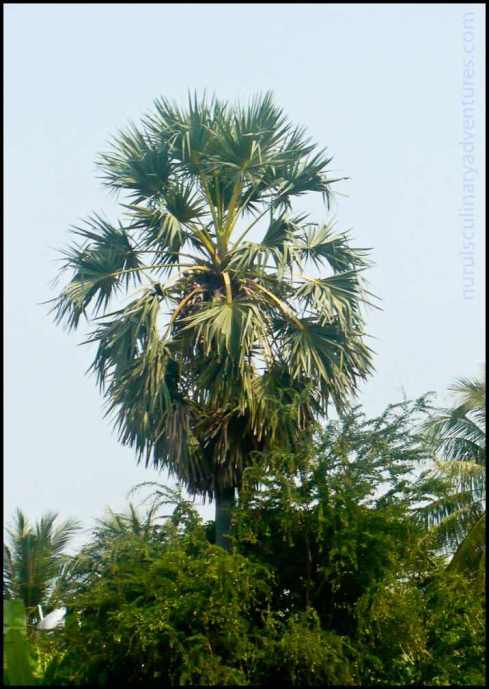 palm tree cambodia